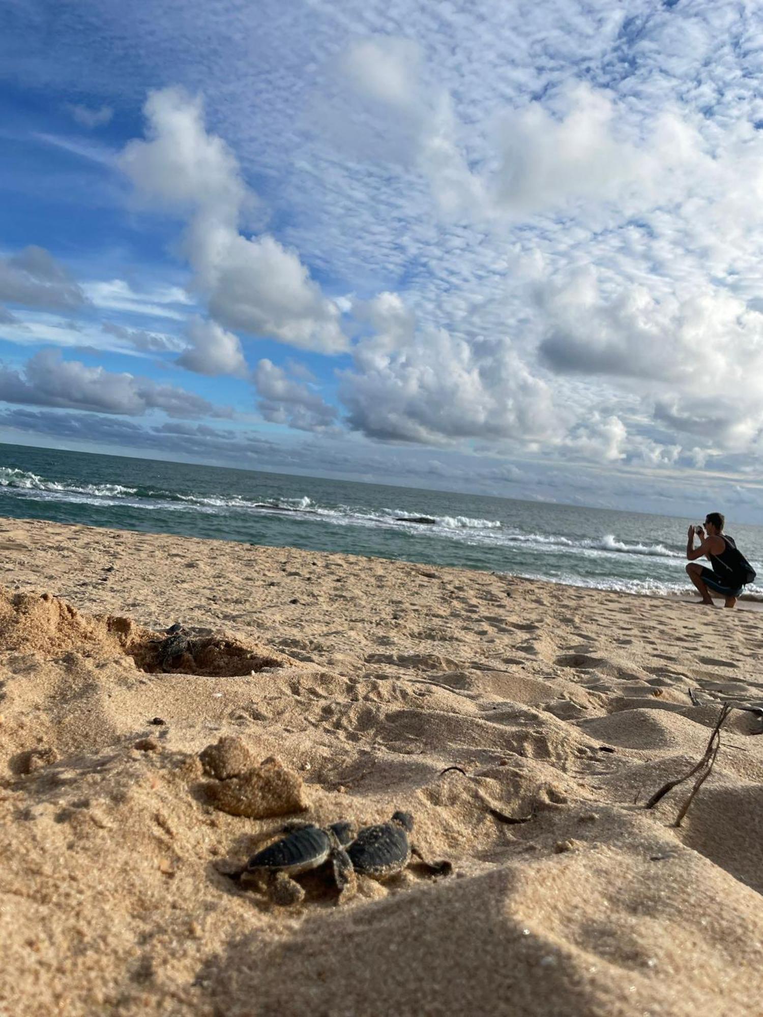 Green Turtle Tangalle Luaran gambar