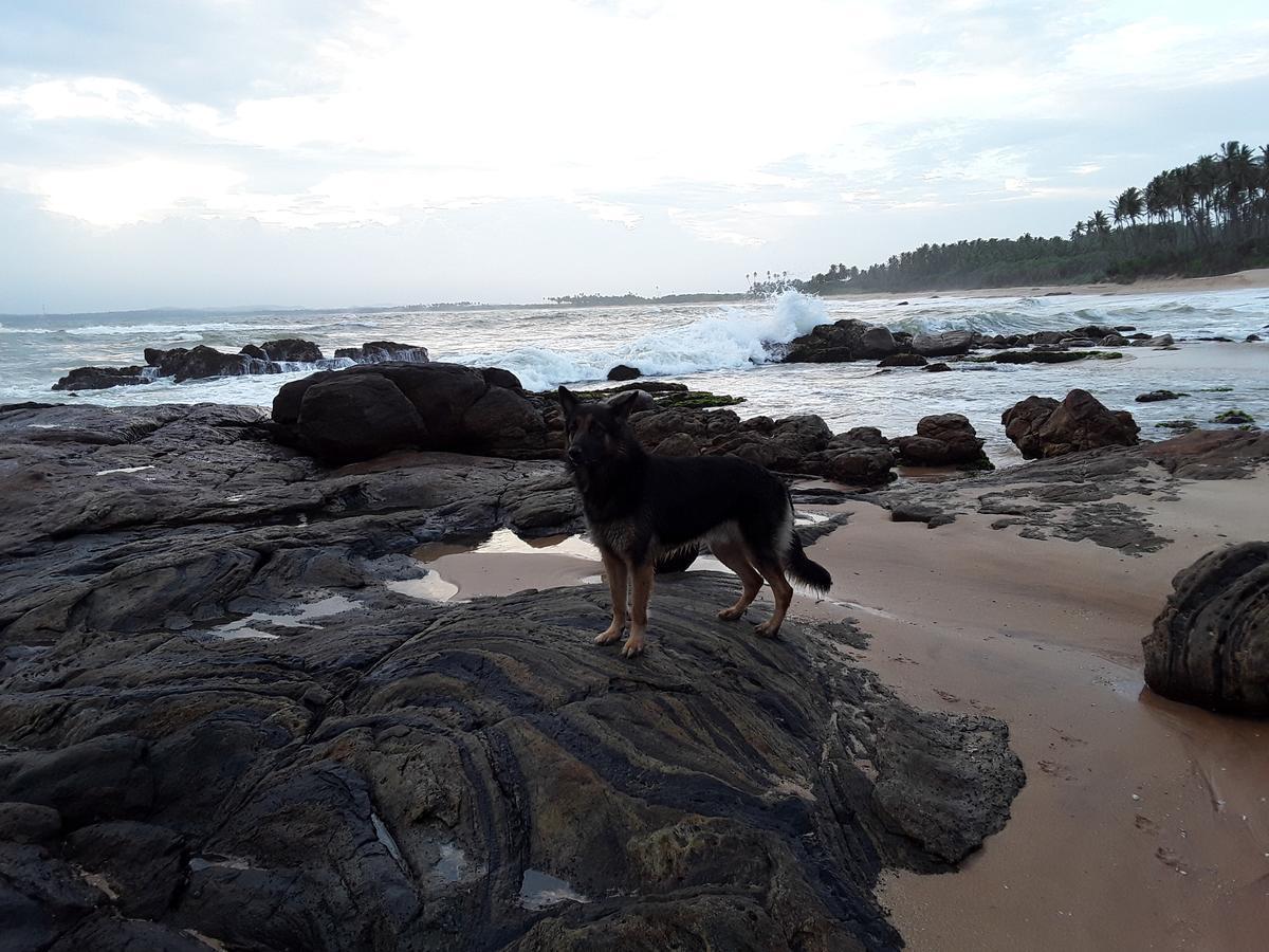 Green Turtle Tangalle Luaran gambar