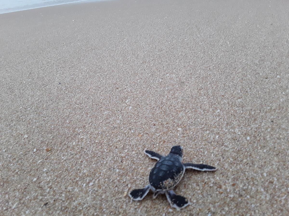 Green Turtle Tangalle Luaran gambar